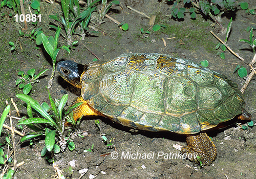 Wood Turtle (Glyptemys insculpta)